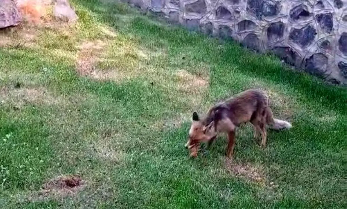 kadinlar piknikte tilkiye kadayif dolmasi ikram etti OFFXFnuy