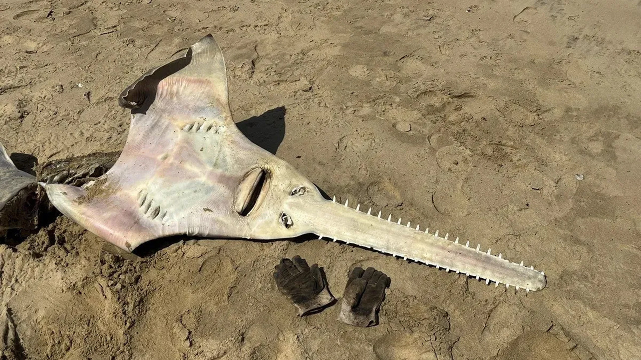 25 yil sonra ilk kez gitara benzeyen dev testere baligi herkesi sasirtti 4xfUYCUP