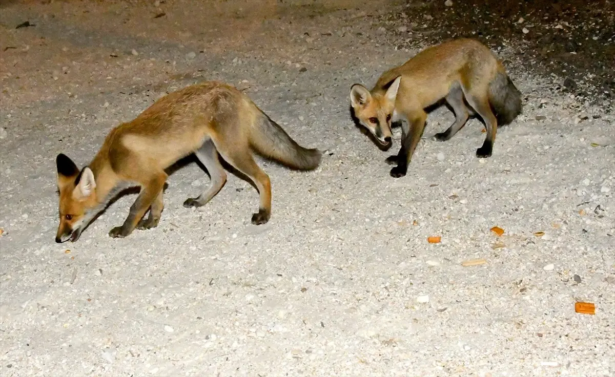 karsta tilki yavrularina mahalle destegi c8RF4LvZ