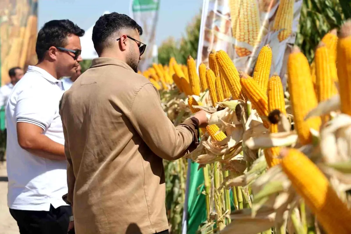 may tohumun tarla gununde yeni misir cesitleri tanitildi izN9L4QB