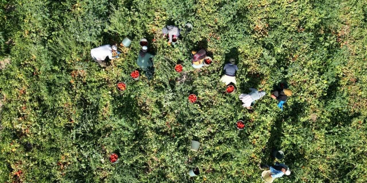 rekolte dustu kilosunu 7 8 liraya satiyorlar p3ds323c