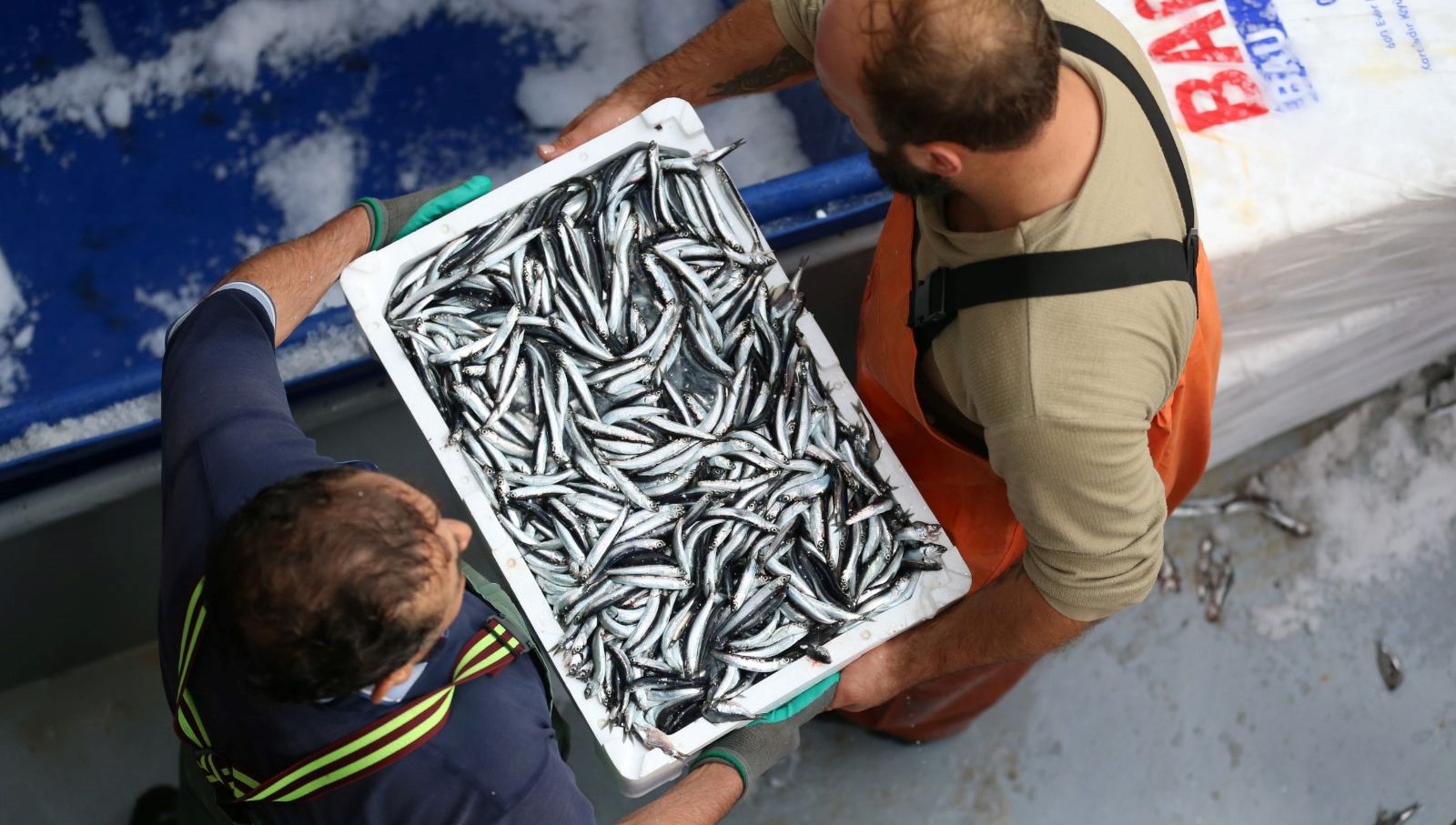 trabzonda hamsi bollugu mFakD1bk