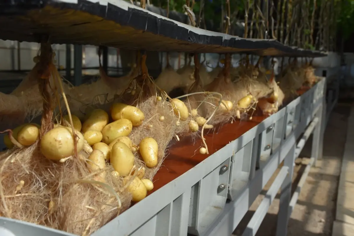 nigde patates arastirma enstitusunden yerli patates uretiminde basari 9kyOeWFO.jpg