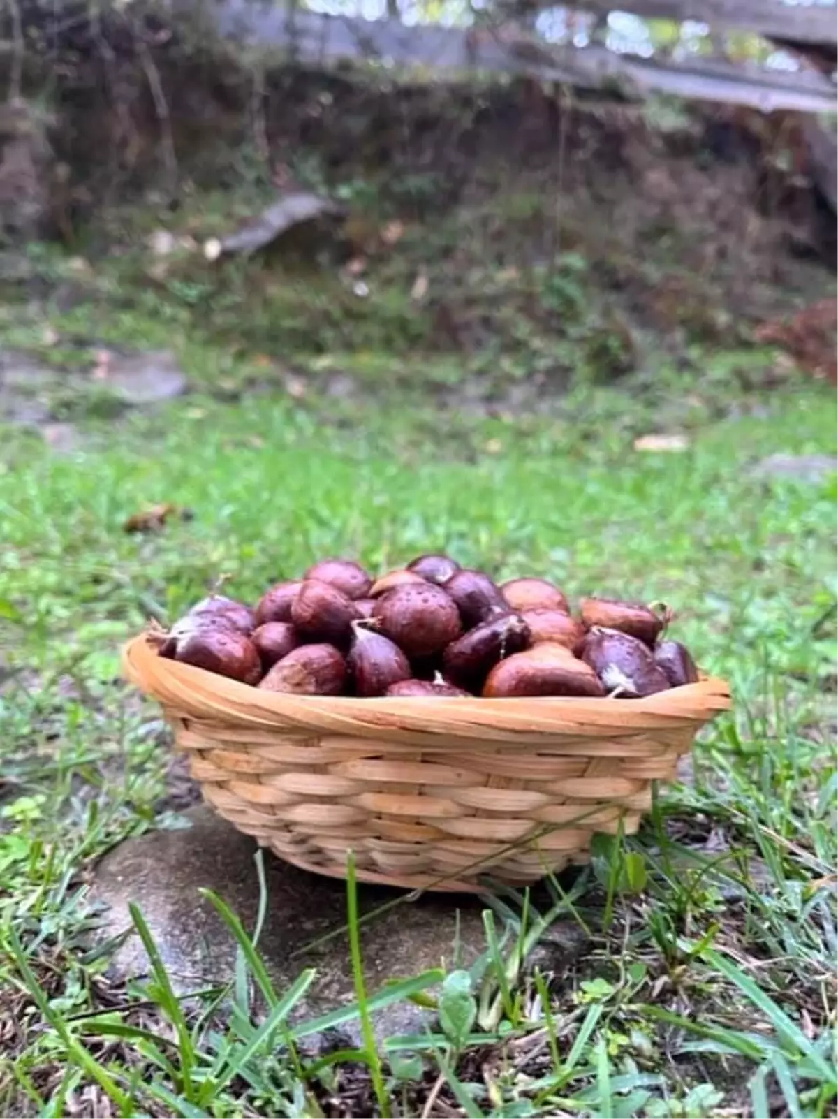 sinopta kestane sezonu basladi gelenegi yasatiyorlar t2QERKbE.jpg