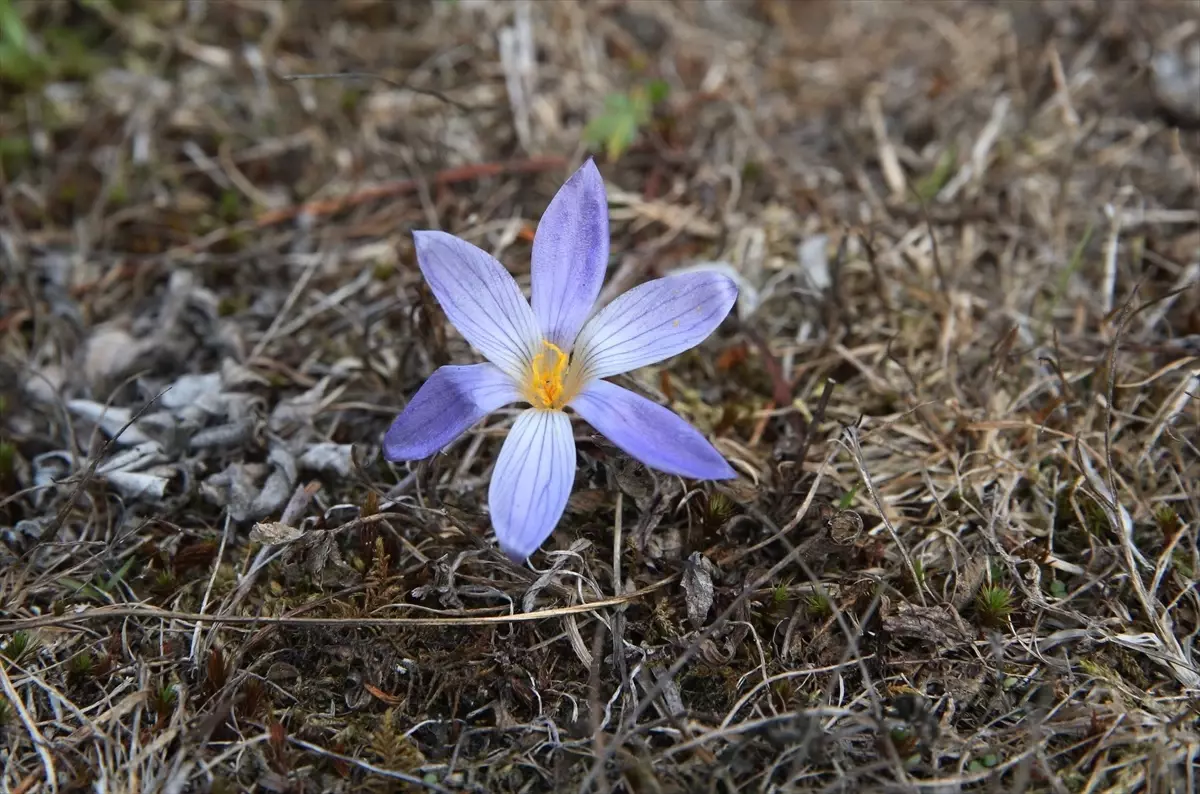 sonbaharin habercisi vargit cicekleri ilgaz dagini susluyor hhPvL3Yu