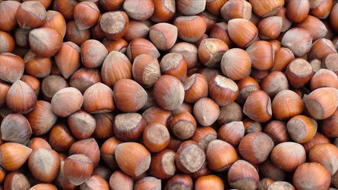 trabzonun 10 aylik findik ihracati 500 milyon dolari asti gAek6mdb.jpg